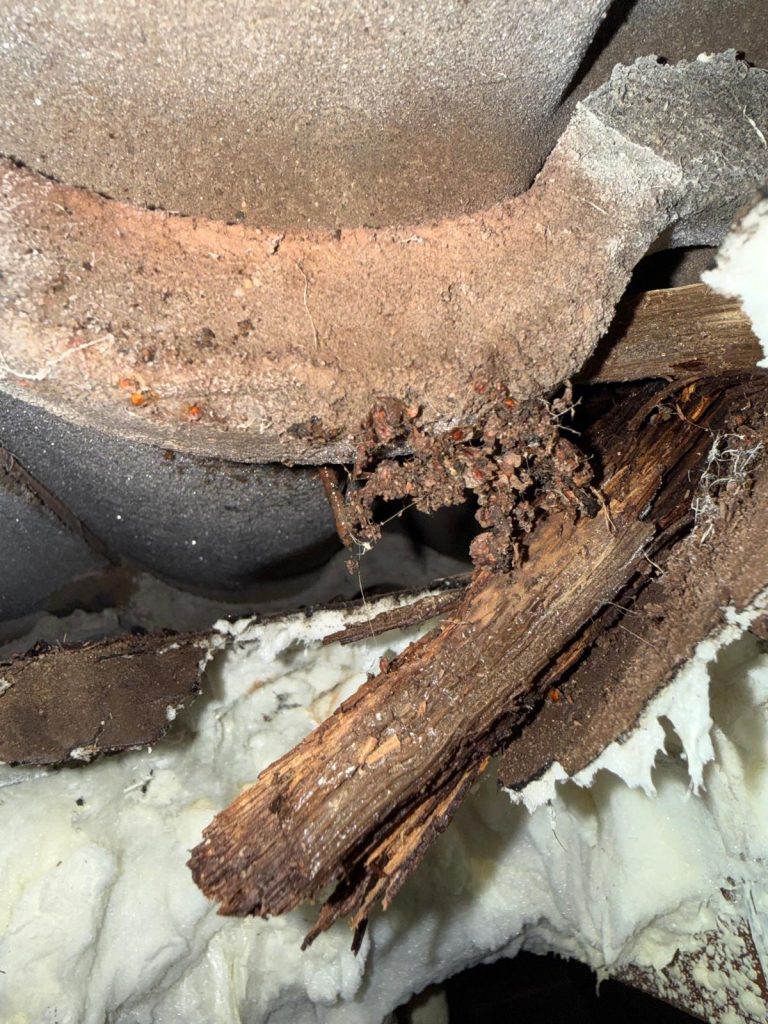 Roof Timber Rot After Spray Foam Explained